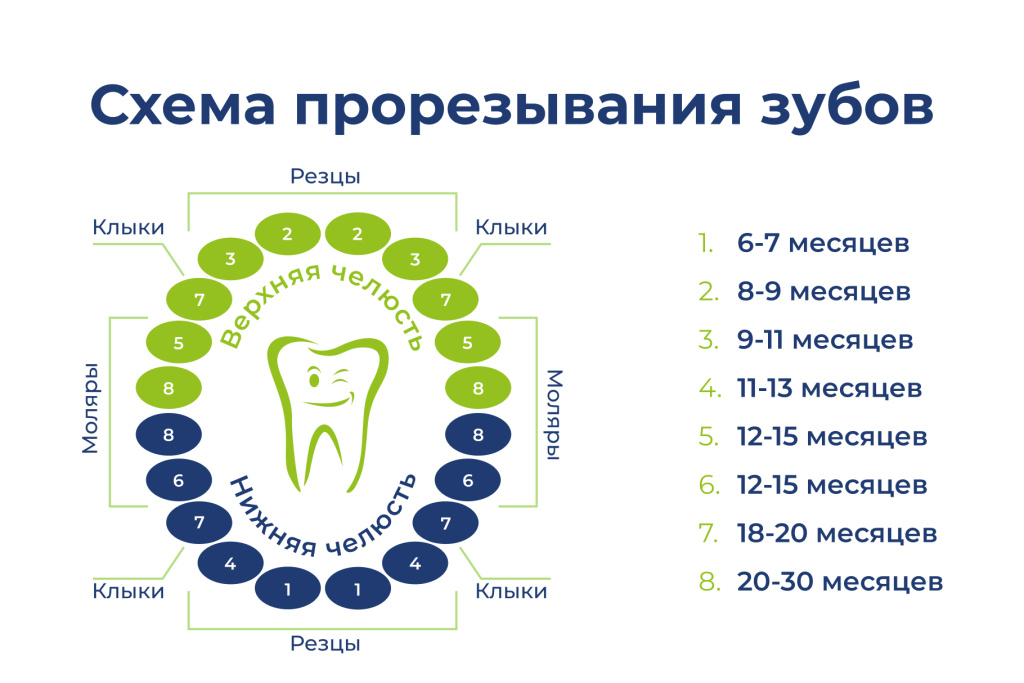 Схема прорезывания молочных зубов у детей по возрасту — от 6–7 до 20–30 месяцев, порядок появления резцов, клыков и моляров