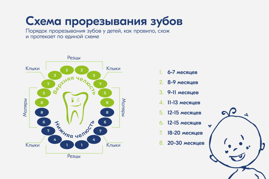 Схема прорезывания молочных зубов у детей по возрасту
